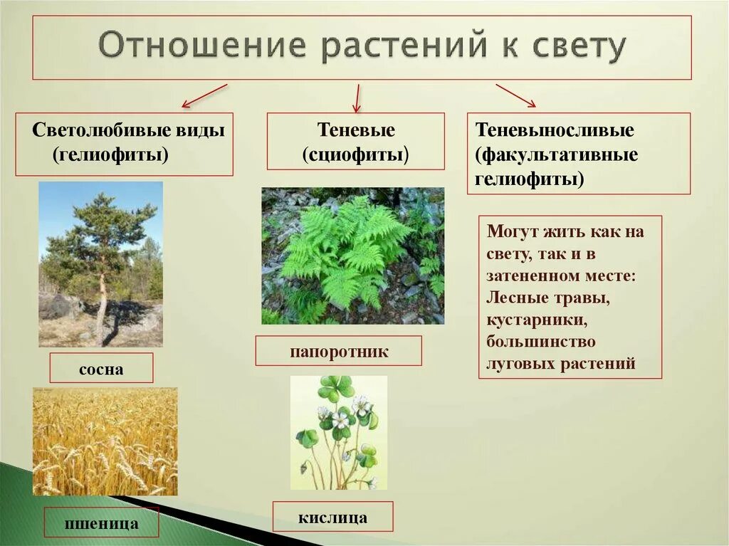 Группа растений которых является. Факультативные гелиофиты (теневыносливые. Светолюбивые гелиофиты. Гелофиты свето любывые растения. Гелиофиты и сциофиты.