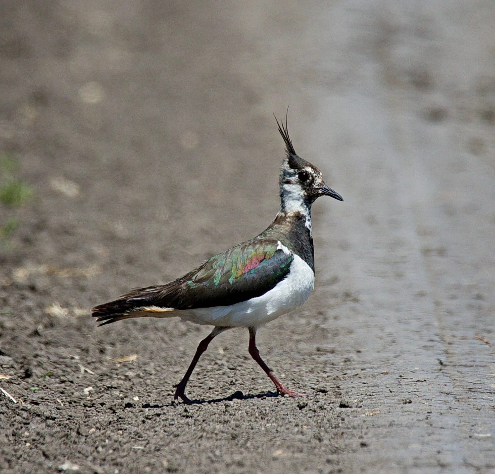 Чибис Vanellus Vanellus. Чибис птица. Чибис пигалица. Чибис Забайкальский птица.