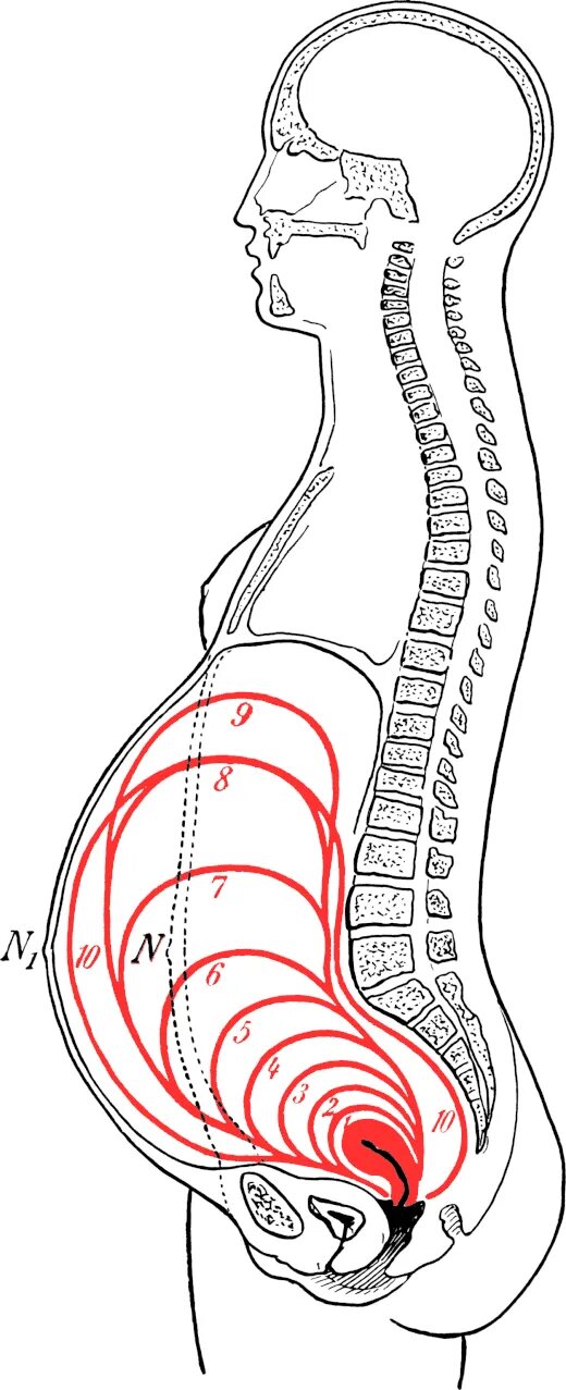 Стадии развития млекопитающих. Расположение матки на 2 месяце беременности. Матка на 5 месяце беременности. Расположение матки по неделям беременности. Вдм на матке при беременности.
