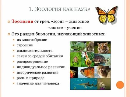 Зоология наука о животных видеоурок