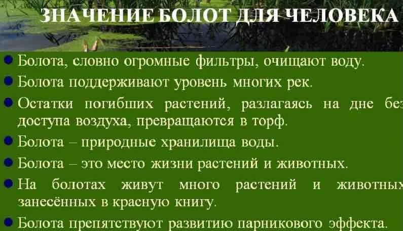 Болота что означает. Значение болот в природе. Болото значение для человека. Значение болота для человека. Значение болота для человека и природы.