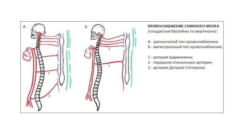 Кровоснабжение межпозвоночных дисков. Кровоснабжение спинного мозга схема. Кровеносные сосуды позвоночника. Вены спинного мозга анатомия. Сосудистые бассейны спинного мозга.