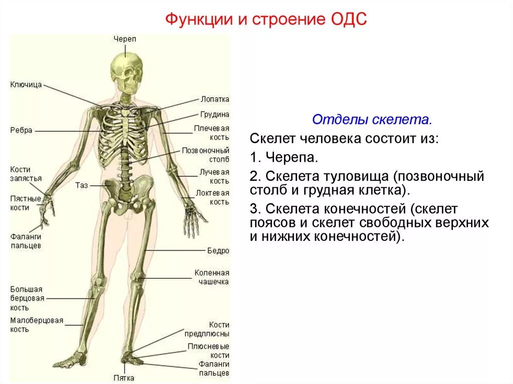 Строение отдела человека