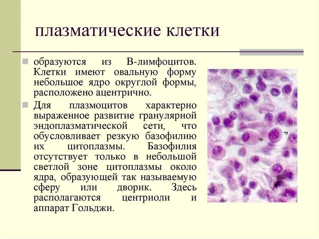 Строение и функции плазматических клеток. Функции плазматических клеток в соединительной ткани. плазматические клетки гистология. плазматические клетки функции гистология. плазматические клетки происхождение строение функции.