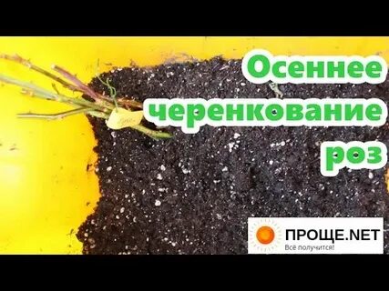 Черенкование роз осенью в теплице осенью
