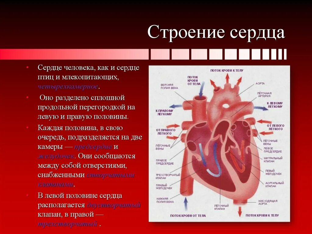 Название крови в правой части сердца. Части сердца особенности строения функции. Сердце человека строение и функции. Анатомическое строение сердца человека. Анатомия сердца человека кратко.