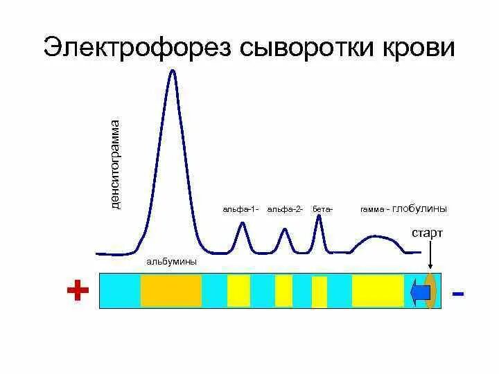 Соотношение белковых фракций методом электрофореза. Электрофорез белковых фракций норма. разделение белков методом электрофореза.