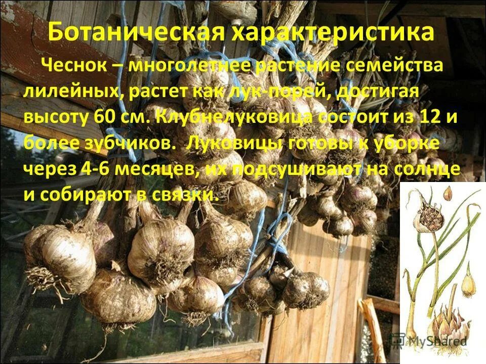 семейство луковые размножение. чеснок семейство. чеснок allium sativum. чеснок allium sativum. семейство лилейные 6 класс.