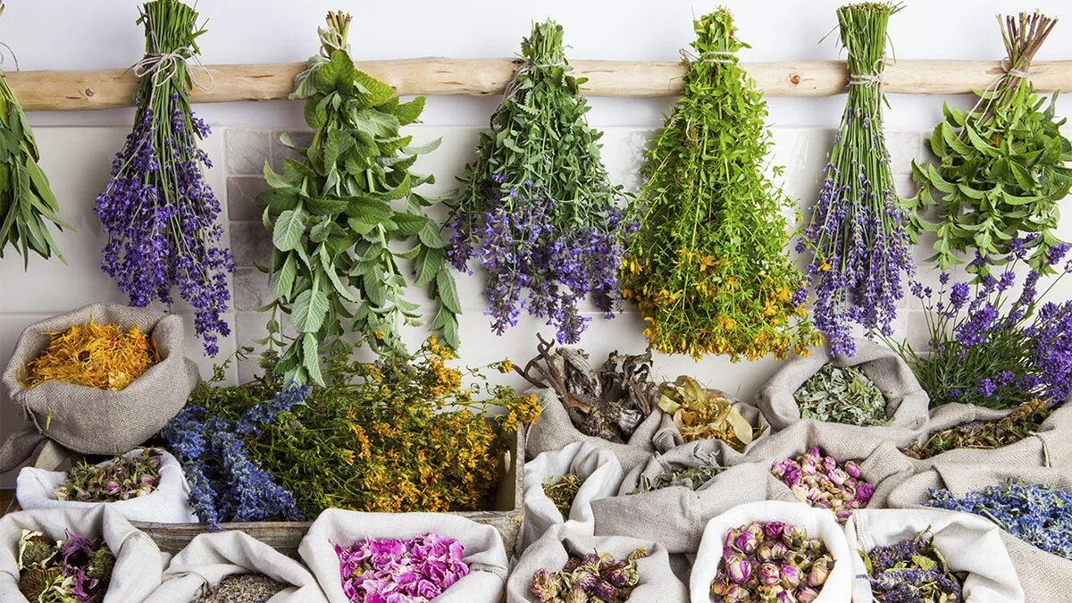 Шалфей испанский чиа. Какие травы остаются. Травы и специи. Какие травы остаются. Шалфей узколистный чиа.