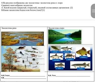2 экологические системы