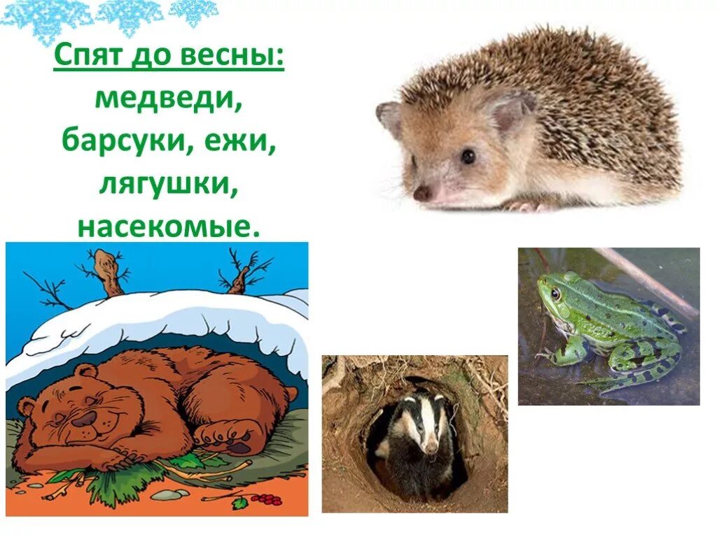 Зимой еж барсук. Медведь еж барсук. барсуки и ежи. барсук и еж. медведи, ежи и барсуки готовятся к зимней спячке.