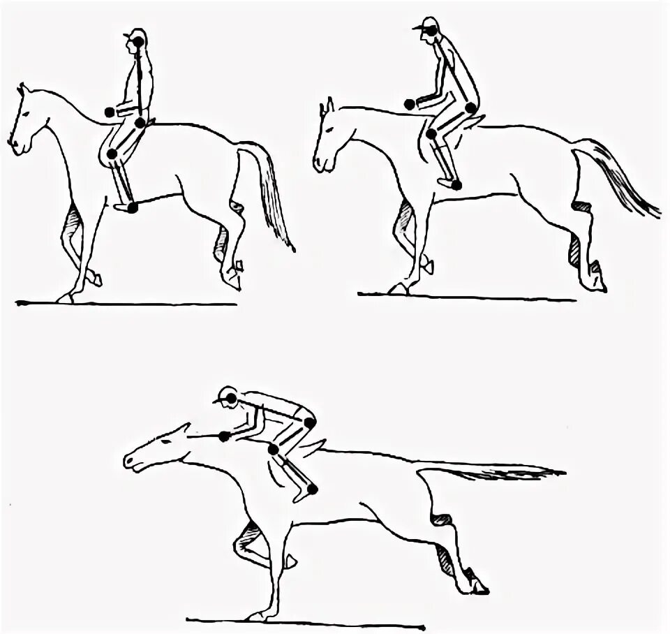 Посадка всадника при галопе. Полевая посадка на галопе. Галоп Аллюр лошади. Посадка всадника на лошади выездка.