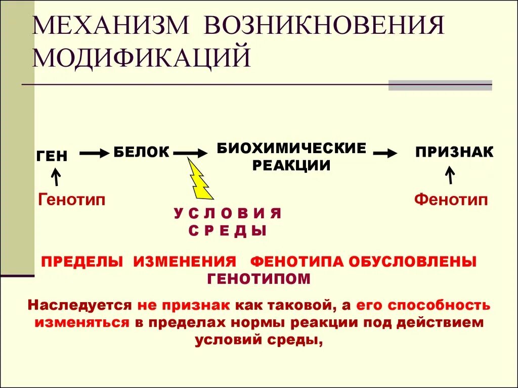 Признаки обусловленные генотипом. Механизм модификационной изменчивости. Механизм модификаций. Механизм возникновения. Механизмы видоизменения.