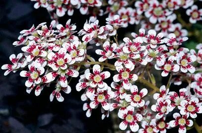 Show plant