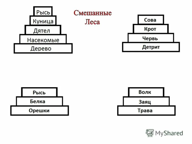 сеть питания смешанного леса. пищевая цепочка смешанных лесов. цепочка питания широколиственных лесов. пищевая сеть смешанного леса. пищевая цепочка лиственного леса.