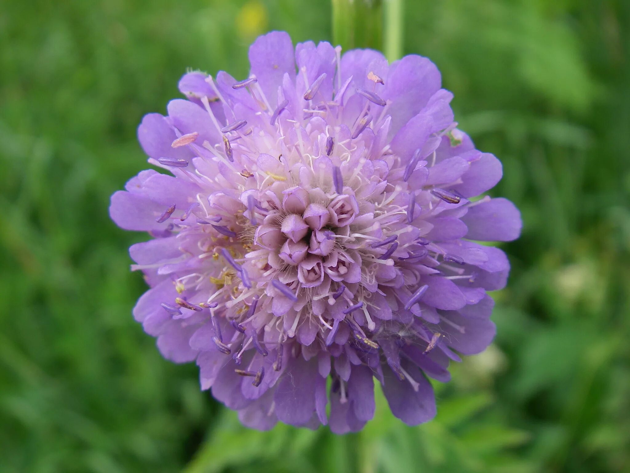 Короставник фото. Короставник полевой (Knautia arvensis). Скабиоза (короставник полевой). Короставник Луговой. Короставник татарский (Knautia tatarica).