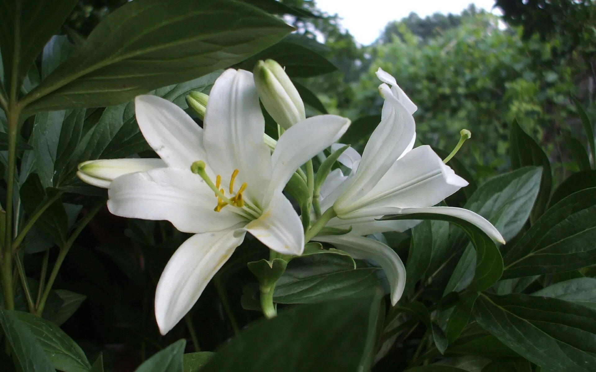 Лилия белоснежная-Lilium. Лилия Вестминстер. Лилия Монте Бианко.