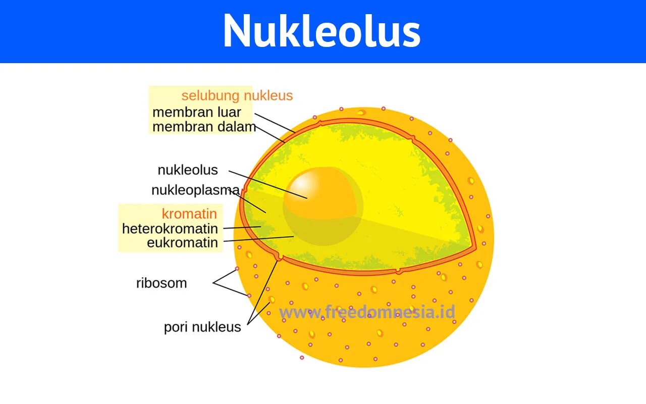 Как называется отверстие в оболочке ядра клетки. Строение ядрышка клетки. Строение клеточного ядра строение и функции. Ядро (ядрышко, ядерный сок, хроматин) строение. Строение ядра эукариотической клетки 10 класс.