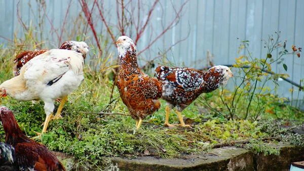 Орловская ситцевая. Брама Орловская. Орловские куры. Новый окрас орловских кур.