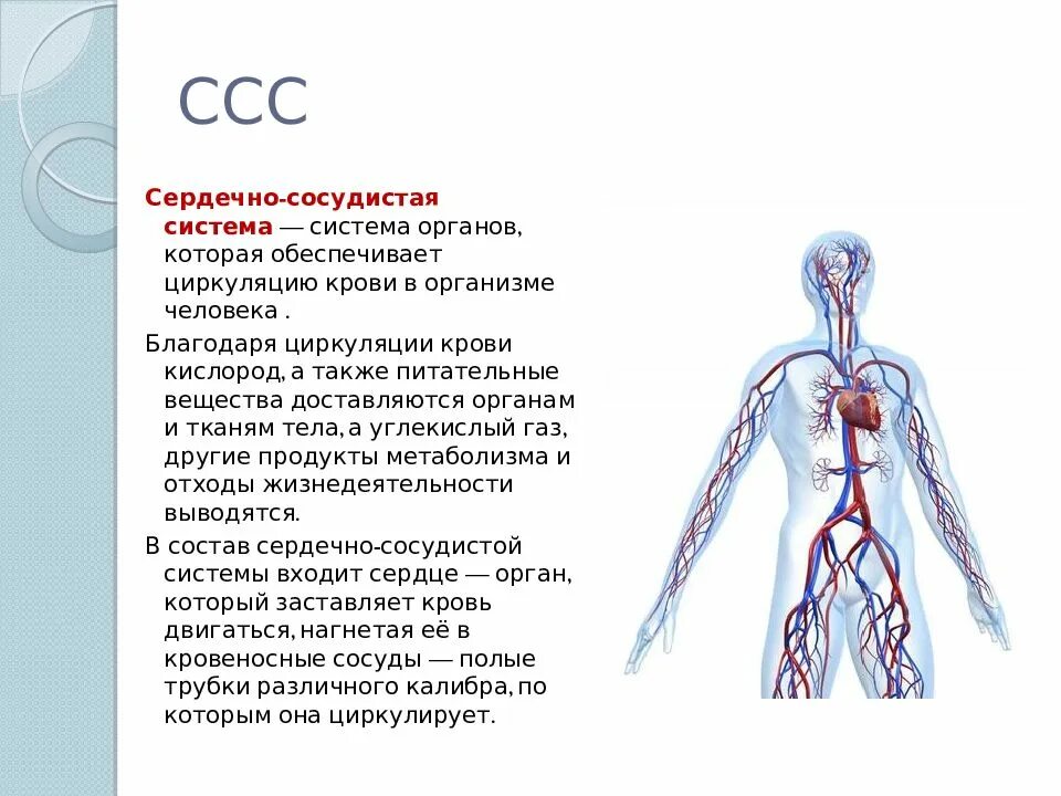 В какую систему органов входит сердце. Сердечно сосудистая система органы и функции. Сердечно-сосудистая система человека анатомия кратко. Функции кровеносной системы человека. Кровеносная система человека анатомия функции.