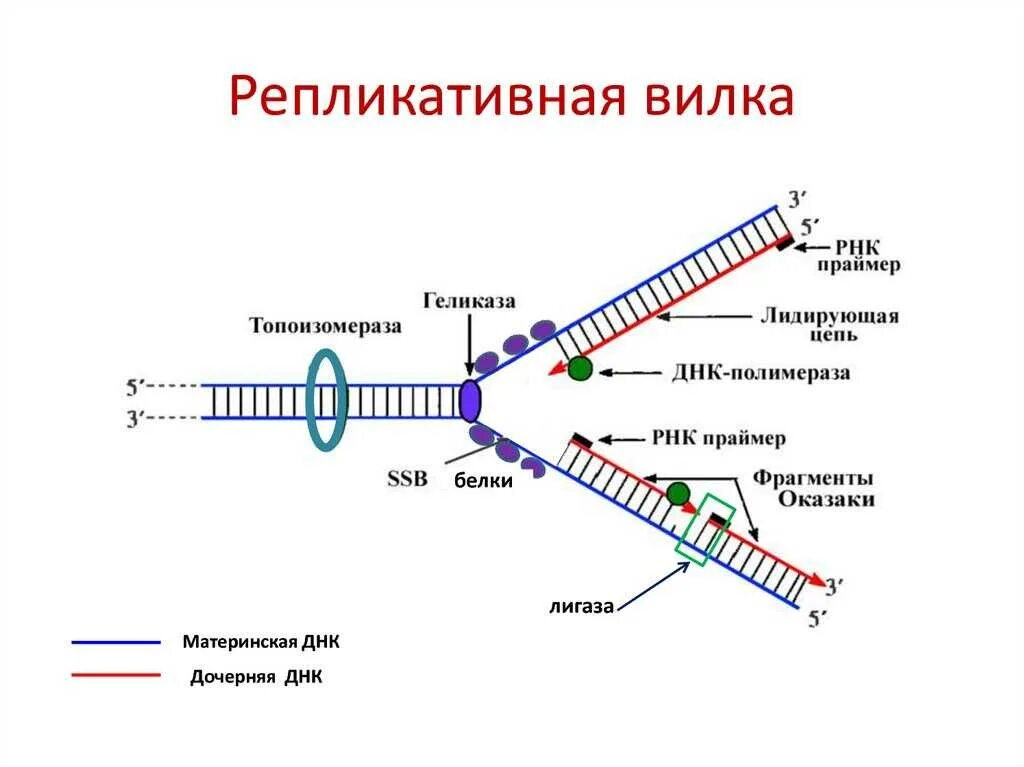 Репликация ДНК репликативная вилка. Схема репликации биохимия. Схема репликации ДНК ферменты. Репликация цепи ДНК.