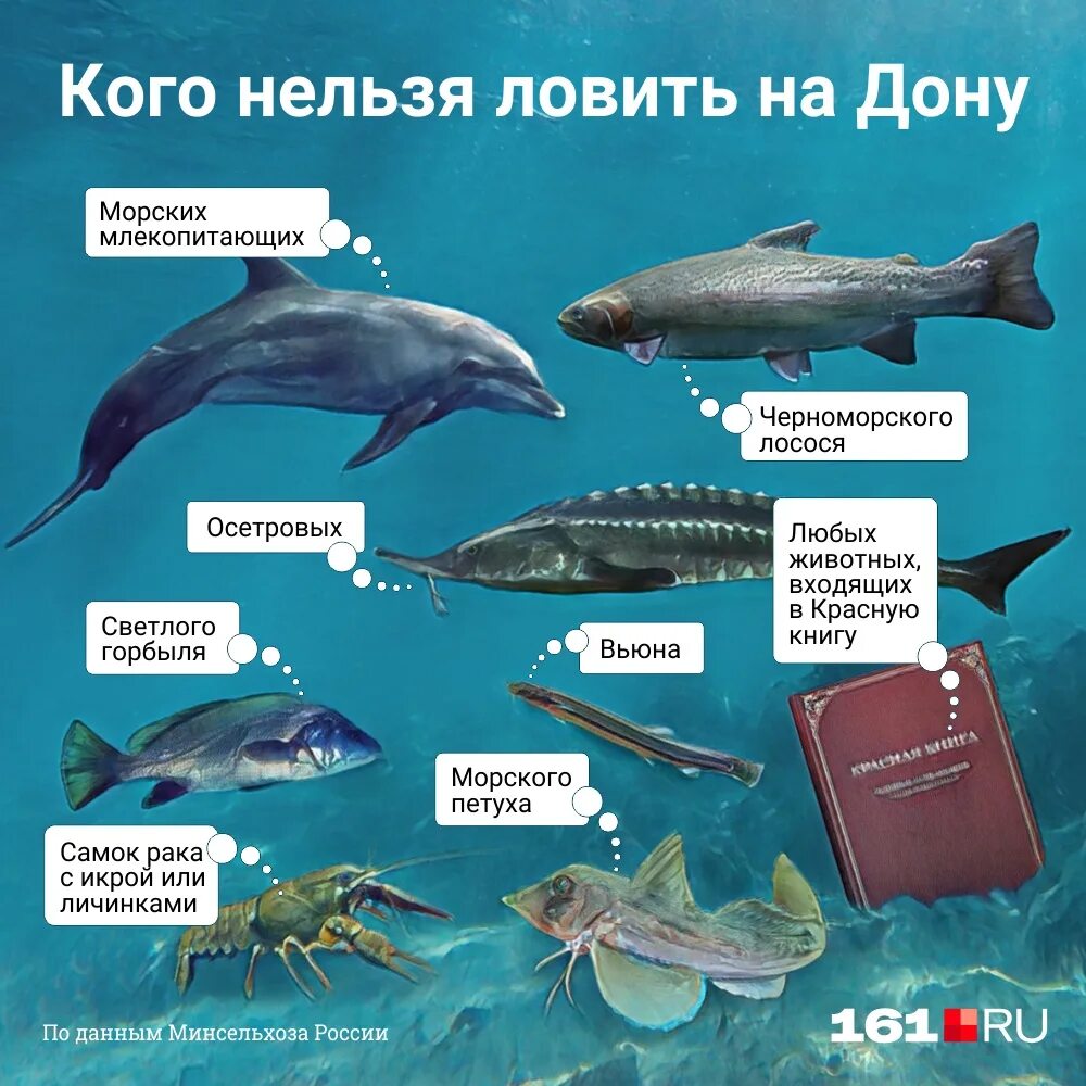 Запрещено ловить в россии. Какую рыбу запрещено ловить. Где нельзя рыбачить. Рыба которую нельзя ловить. Краснокнижная рыба на Дону в Ростовской области.