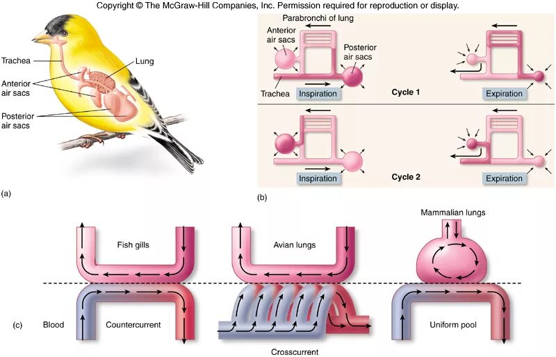 Имеют ли легкие птицы. Respiratory System of Birds. Трахея у птиц. Respiratory System in Birds. Выводковые птицы дыхательная система.