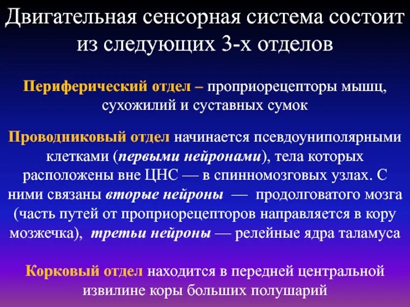 К сенсорным системам относятся. Двигательная сенсорная система. Двигательная сенсорная система физиология. Отделы двигательной сенсорной системы. Двигательная сенсорная система функции.