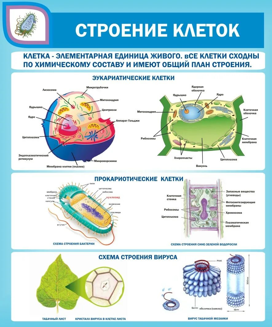 Плакаты для кабинета биологии. Клетка биология строение. Плакаты строения клетки растений. Строение клетки плакат.