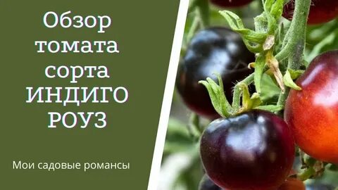 Томат индиго описание сорта