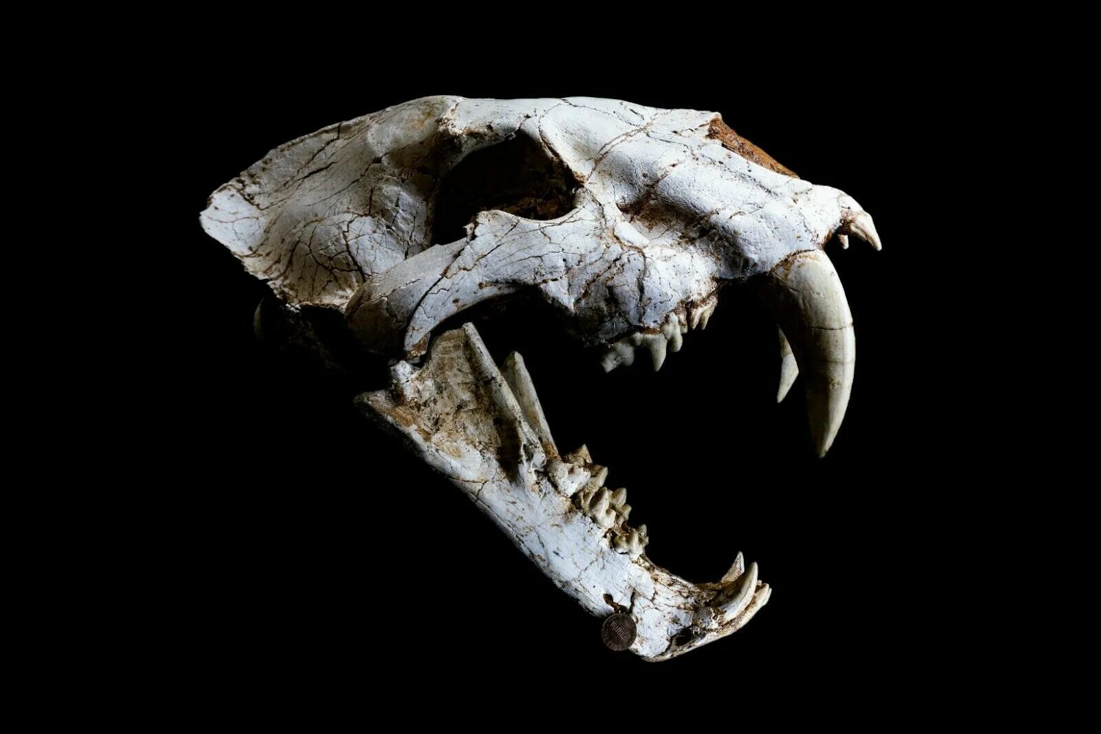 Саблезубый тигр смилодон череп. Скелет саблезубого тигра. Череп саблезубой кошки. Смилодон популятор череп. Челюсть саблезубого тигра.