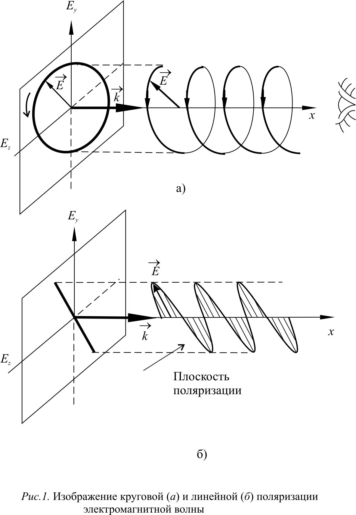 Виды поляризации. Фаза поляризации. Поляризация излучения. Эллиптическая поляризация света. Поляризация мембраны в физиологии.