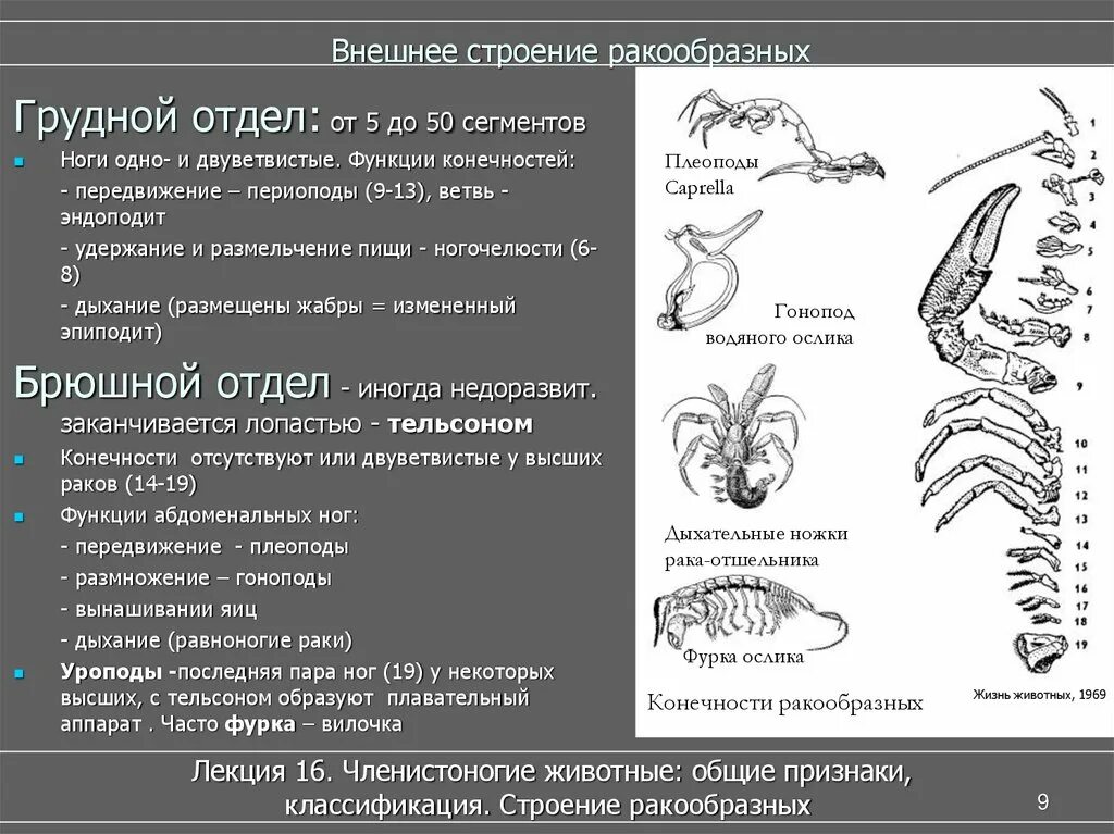 Сколько ног у рака. Членистые конечности у ракообразных. Строение ног членистоногих. Ходильные конечности ракообразных. Строение членистоногих ракообразные.