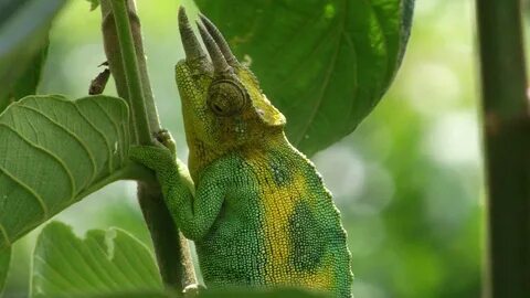 Trioceros johnstoni, known commonly as Johnston's chameleon, Johnst...