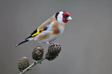 goldfinch animal totem - www.firbi.ru 