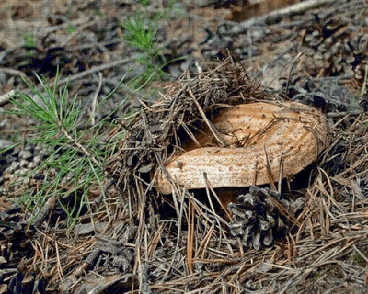 В каких местах растут рыжики. Рыжики грибы. рыжик сосновый. рыжик под сосной. как растут рыжики.