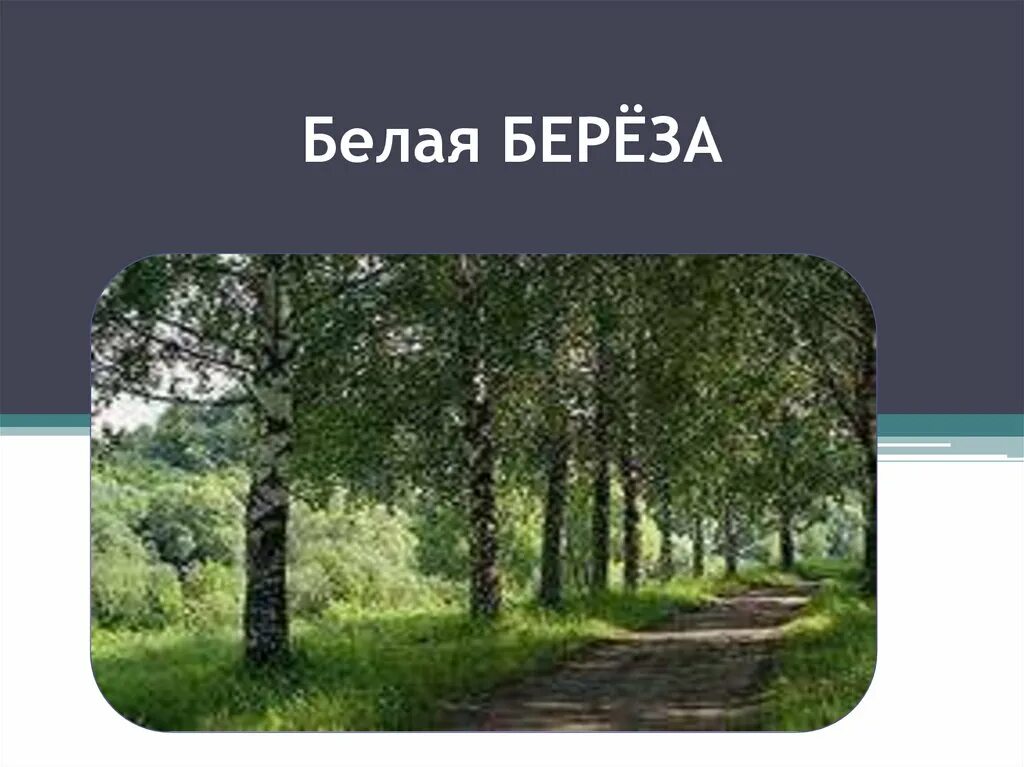 Я помню белую березу