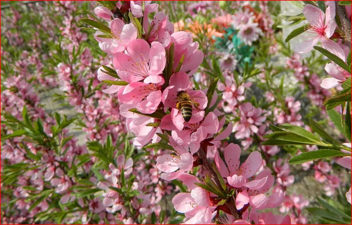 цветущая миндаль. цвет цветов миндаля. миндаль розоцветный. сакура миндаль. Almond tree blossom.