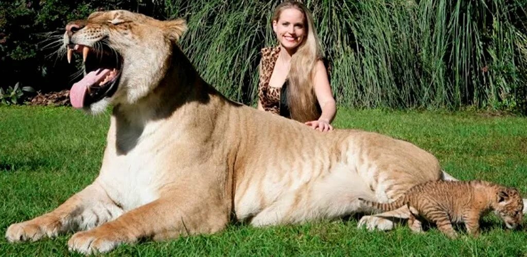 Liger uzbek tilida. Лигр Геркулес. Лигр Геркулес гибрид Льва и тигра. Лигр Геркулес рекорд. Лигр Геркулес самый большой кот в мире.