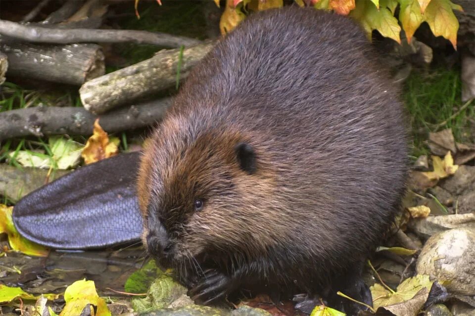 Бобры дача. Канадский Бобр (Castor canadensis). Бобр Речной обыкновенный. Европейский Бобр. Обыкновенный, или Речной Бобр (Castor Fiber).