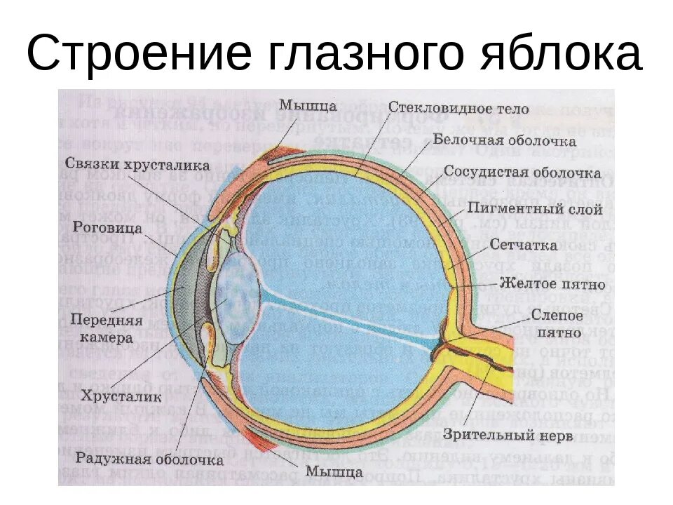 Строение глаза с обозначениями. Строение глаза слепое пятно. Строение глазного яблока желтое пятно. Строение глаза глазное яблоко. Структура глаза слепое пятно.