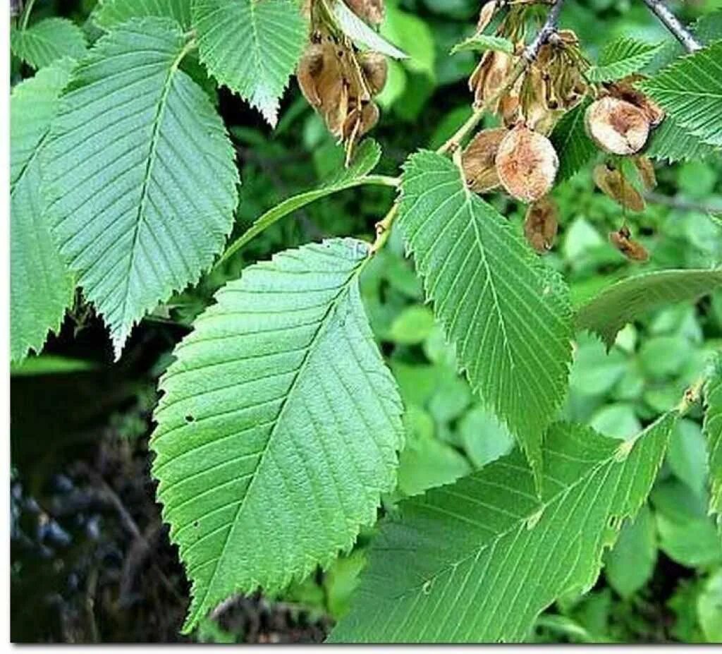 Карагач описание. Вяз малый (Ulmus Minor). Вяз граболистный (Ulmus suberosa). Вяз карагач.