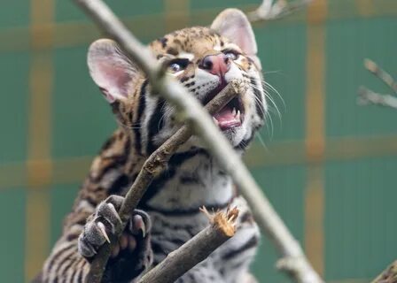 Adam ocelot