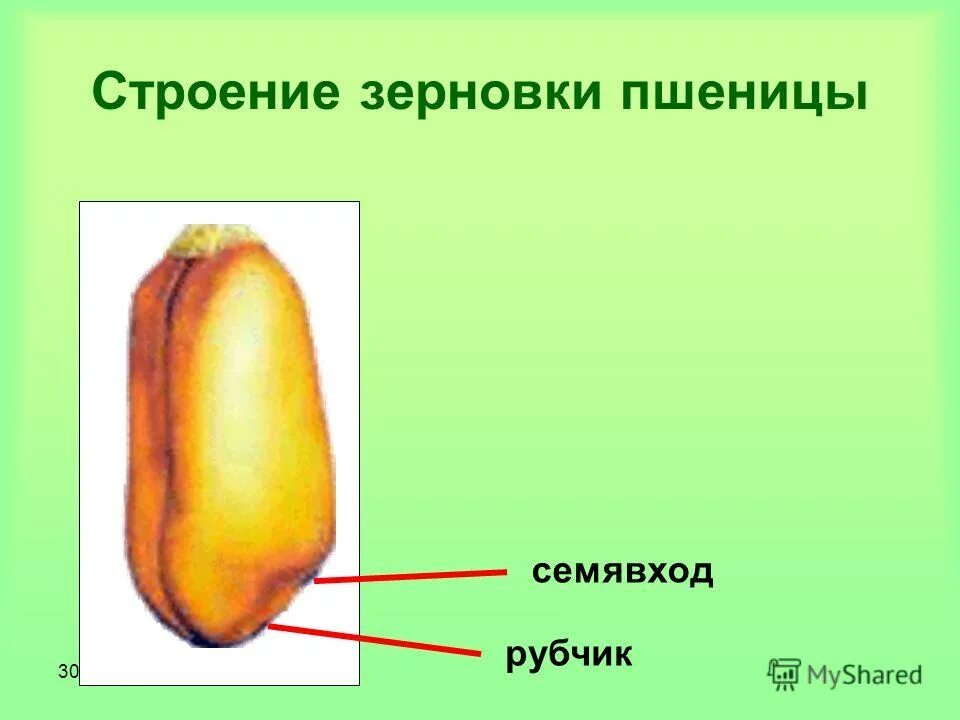 Плод зерновка строение. Семя строение семян зерновки пшеницы. Внешнее строение пшеницы. Зерновка плод схема. Внешнее строение пшеницы.