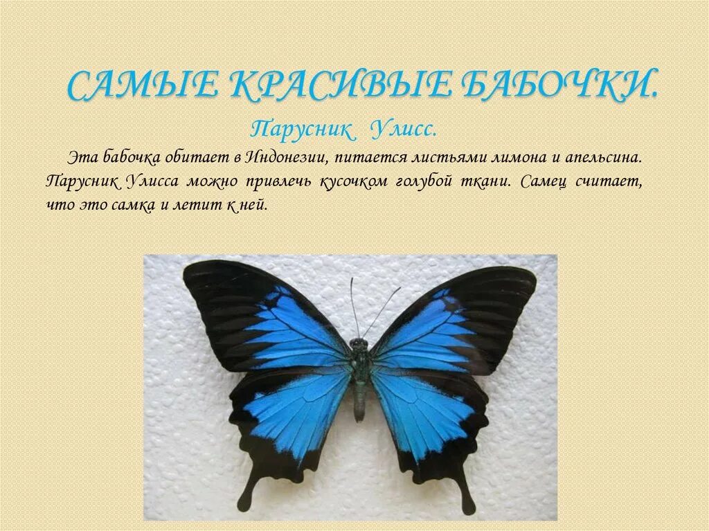 Бабочка парусник Улисс. Доклад про бабочку. Интересная информация о бабочках. Бабочки окружающий мир.