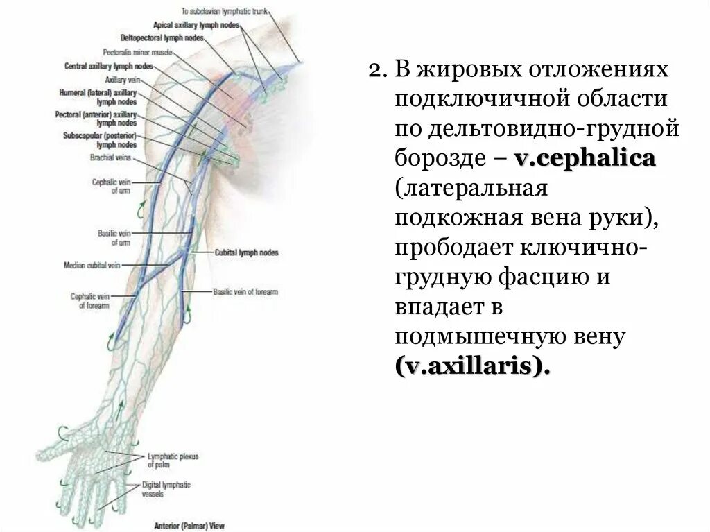 Дельтовидная борозда. Дельтовидная фасция. Фасция мышцы. Дельтовидная борозда. Грудная фасция.