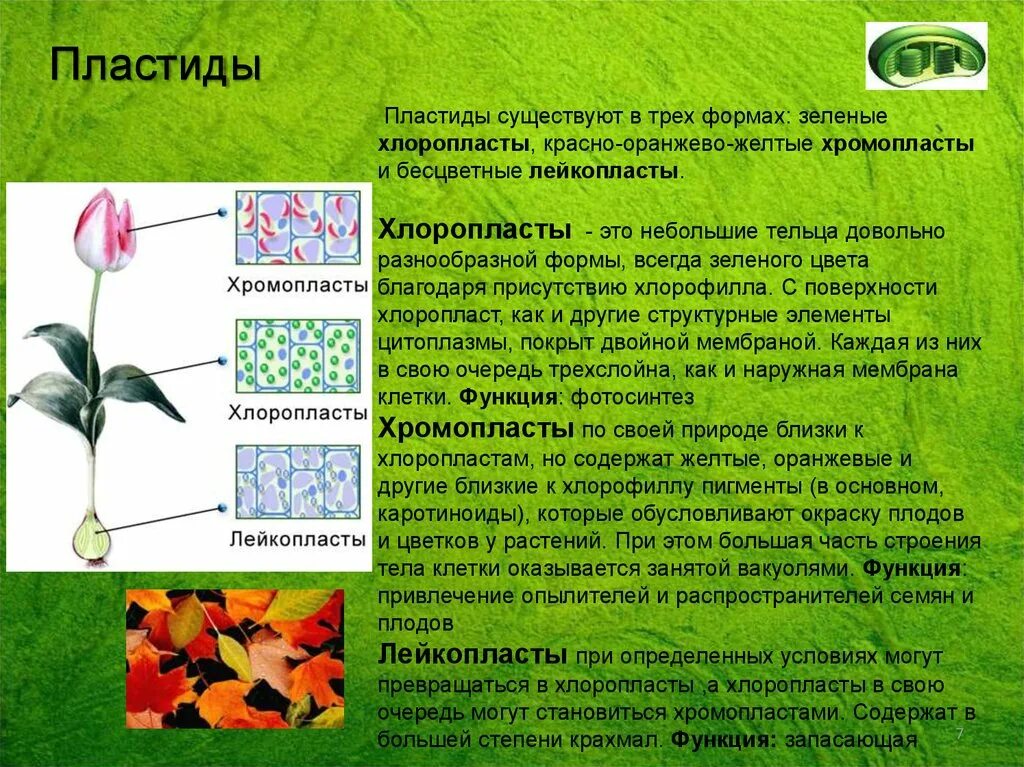 Лейкопласты в растительной клетке. Лейкопласты и хромопласты. Форма хлоропласты хромопласты лейкопласты. Пластиды растений хромопласты. Хлоропласты хромопласты лейкопласты в растительной клетке.