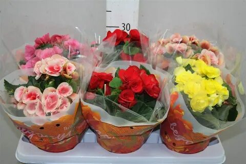 Луковичные бегонии