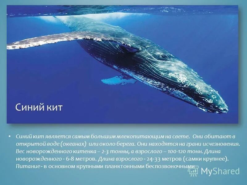 Сколько весит самый большой кит в мире. Самый большой синий кит размеры и вес. вес голубого кита. синий кит вес. сколько весит синий кит.