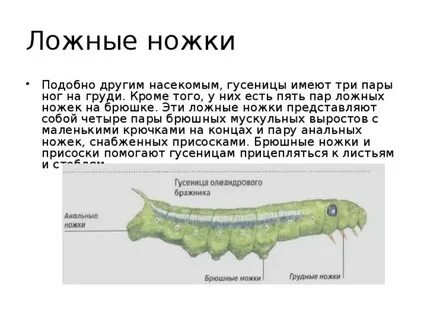 Три пары ног имеет насекомое